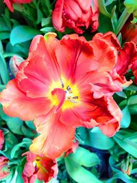 Close-up of pink flower