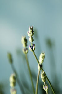 Close-up of purple flowering plant