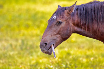 Close-up of flies on horse on field