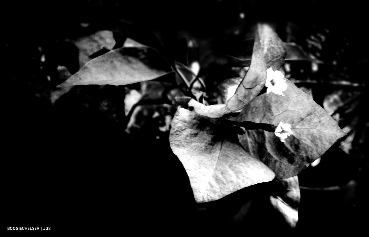 leaf, autumn, nature, change, close-up, outdoors, day, beauty in nature, no people, maple leaf, maple