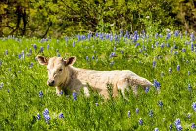 View of an animal on field