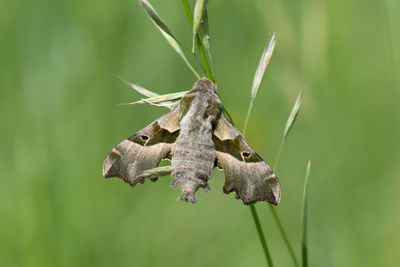 Close-up of a nocturnal butterfly on grass