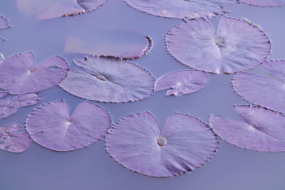 Beautiful pink lotus flowers in the pool