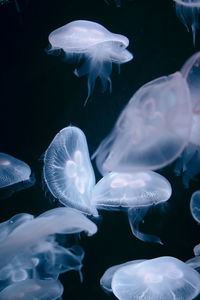 Jellyfish swimming in aquarium