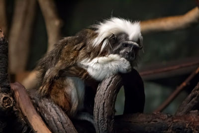 Close-up of a monkey