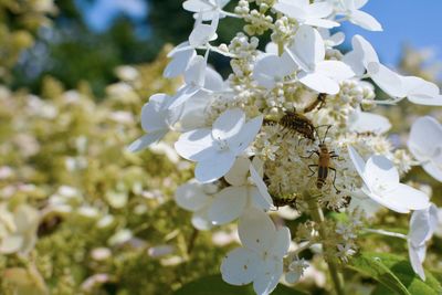 Close-up of white flowers