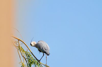 Low angle view of bird perching on plant against clear sky