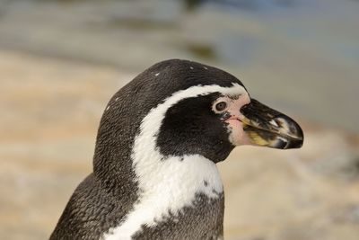 Close-up of a bird looking away