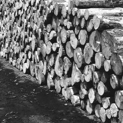 Stack of logs on field