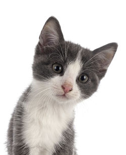 Close-up portrait of a cat against white background