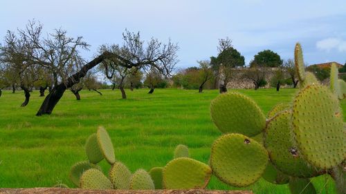 Trees growing on field against sky