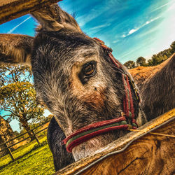 Low angle view of horse against sky