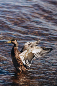 Bird flying over lake