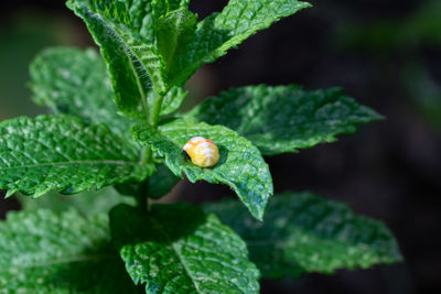 Pupation of a ladybug on a mint leaf in spring. macro shot of living insect. series image 4 of 9