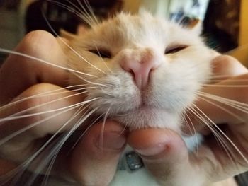 Close-up of hand holding cat