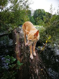 Dog on tree