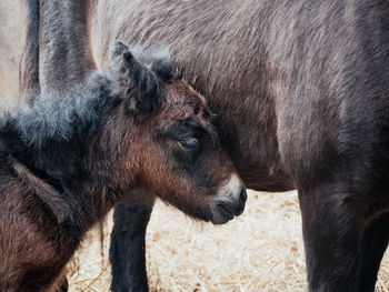 Close-up of two horses