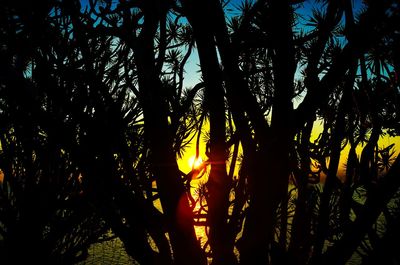 Silhouette trees in forest against sky