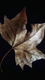 Close-up of leaf