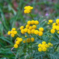 Close-up of yellow flowering plant