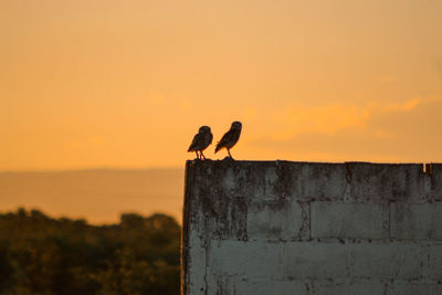 Bird perching on retaining wall against orange sky