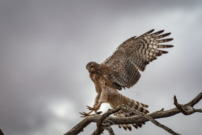 Low angle view of owl perching on branch against sky