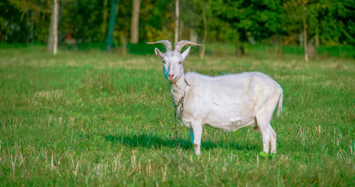 White horse in a field