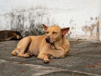 The day for stray dog resting and sleepy on footpath