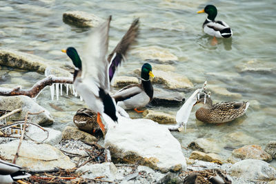 Ducks swimming on lake