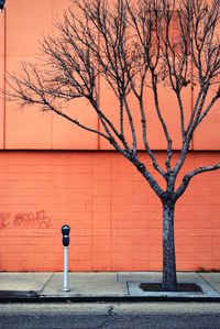 Bare trees against the sky