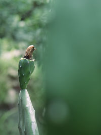 Close-up of insect on plant