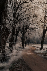 Bare trees on field