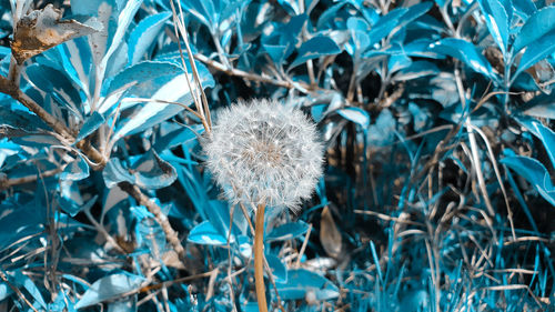 Close-up of dandelion on field