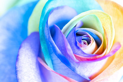 Close-up of purple rose