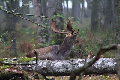Close-up of reindeer and a fallen tree trunk in forest