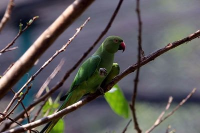 Close-up of parrot perching on branch