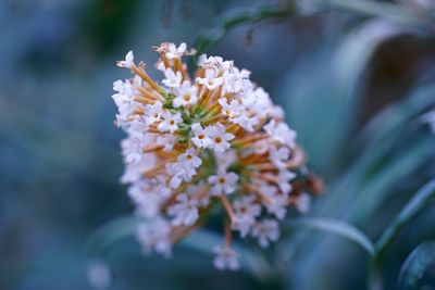 Close-up of white cherry blossoms