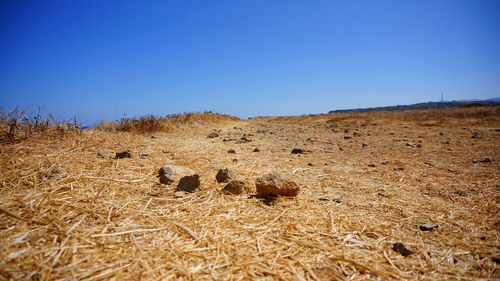 Scenic view of arid landscape against clear blue sky