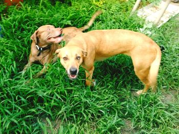 Dog lying on grassy field