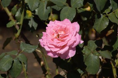 Close-up of pink rose