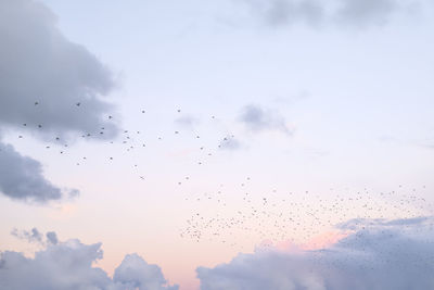 Low angle view of birds flying in sky