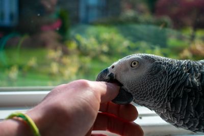 A large african grey parrot biting a person's hand