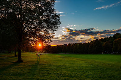 Trees on field against sky during sunset