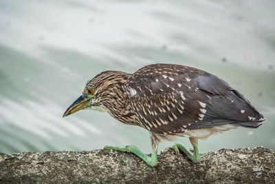 Close-up of bird perching on a rock