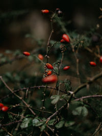 Close-up of red berries growing on tree