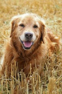 Portrait of golden retriever sitting on field