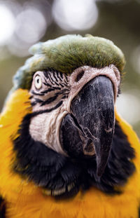 Close-up of a parrot