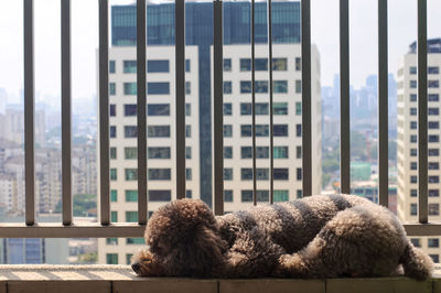 View of a dog looking through window