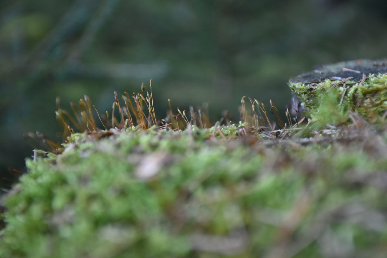 growth, nature, close-up, no people, outdoors, day, surface level, plant, beauty in nature