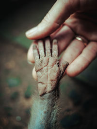 Close-up of person holding hand of monkey 